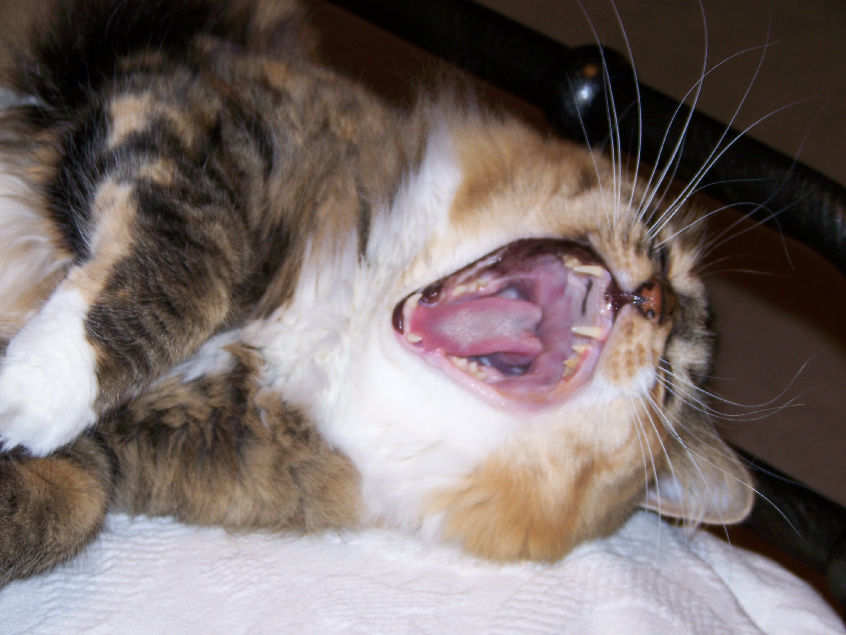 YawnCat.jpg